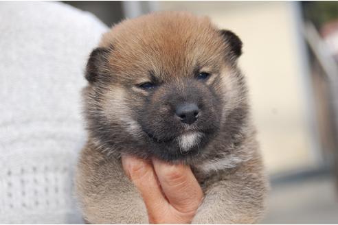 成約済の埼玉県の柴犬-111873の2枚目