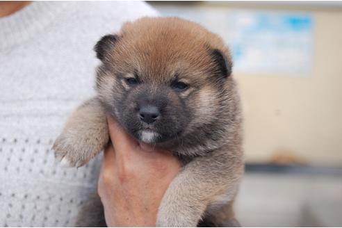 成約済の埼玉県の柴犬-111873の1枚目