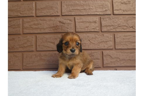 成約済の埼玉県のカニンヘンダックスフンド(ロングヘアード)-111881の1枚目