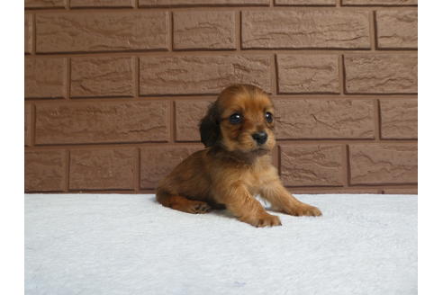 成約済の埼玉県のカニンヘンダックスフンド(ロングヘアード)-111881の3枚目