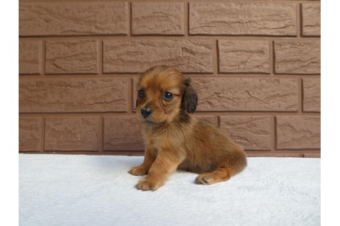 成約済の埼玉県のカニンヘンダックスフンド(ロングヘアード)-111881の2枚目