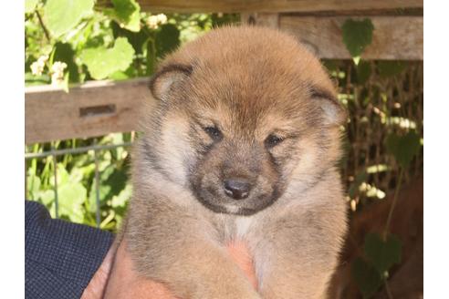 成約済の三重県の柴犬-111898の1枚目