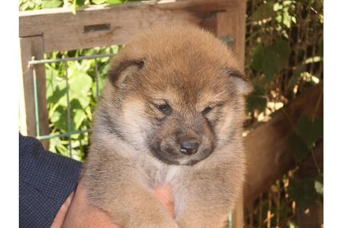 成約済の三重県の柴犬-111898の3枚目