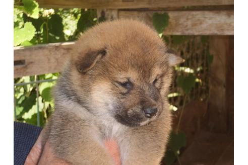 成約済の三重県の柴犬-111898の2枚目