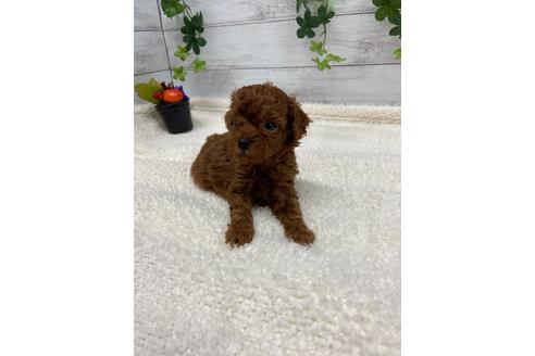 成約済の静岡県のタイニープードル-110317の5枚目