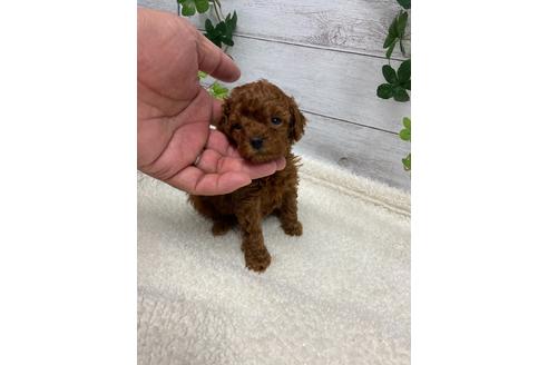成約済の静岡県のタイニープードル-110317の3枚目
