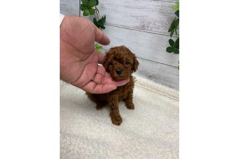 成約済の静岡県のタイニープードル-110317の4枚目