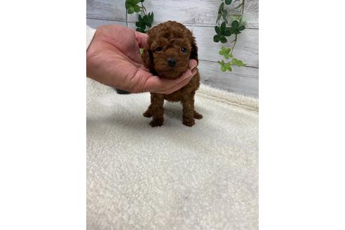 成約済の静岡県のトイプードル-110319の4枚目