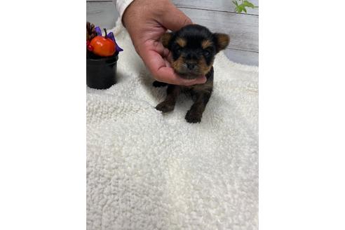 成約済の静岡県のヨークシャーテリア-110631の5枚目