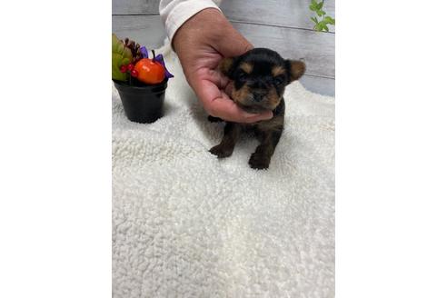 成約済の静岡県のヨークシャーテリア-110631の6枚目