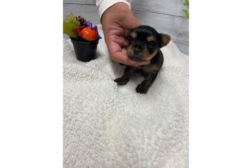 成約済の静岡県のヨークシャーテリア-110631の4枚目