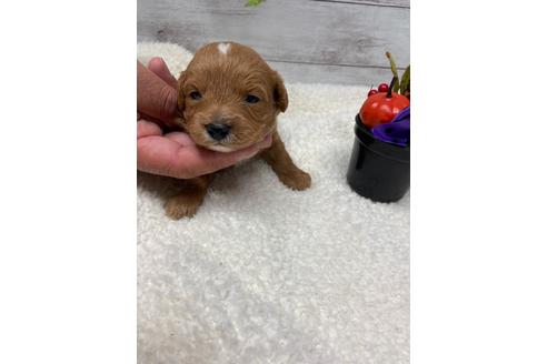 成約済の静岡県のチワプー:チワワ×トイプードル-110637の7枚目