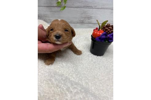 成約済の静岡県のチワプー:チワワ×トイプードル-110637の8枚目