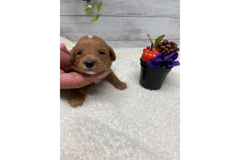 成約済の静岡県のチワプー:チワワ×トイプードル-110637の9枚目