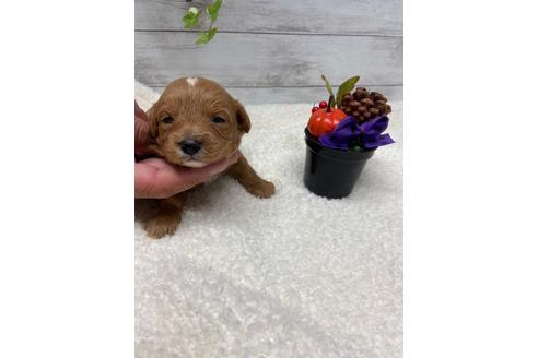 成約済の静岡県のチワプー:チワワ×トイプードル-110637の6枚目