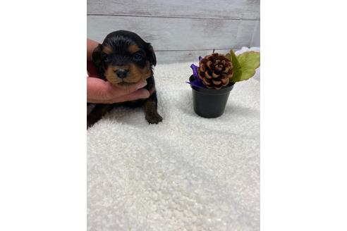 成約済の静岡県のチワプー:チワワ×トイプードル-110635の6枚目