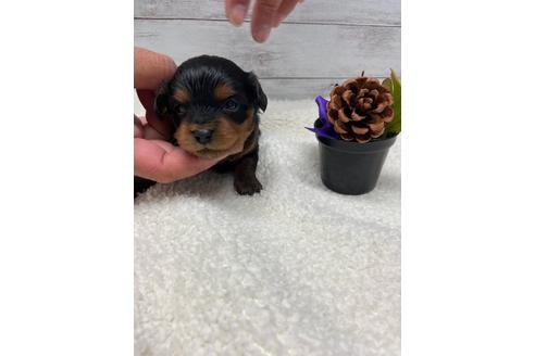 成約済の静岡県のチワプー:チワワ×トイプードル-110635の5枚目