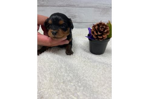 成約済の静岡県のチワプー:チワワ×トイプードル-110635の4枚目