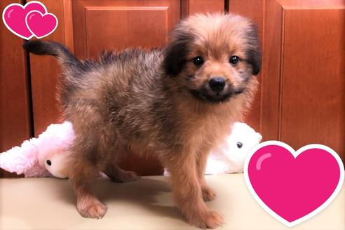 成約済の茨城県のミックス犬-109708の2枚目