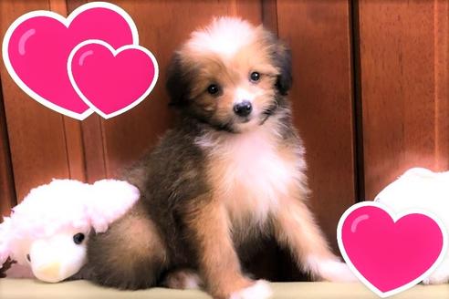 成約済の茨城県のミックス犬-109709の1枚目