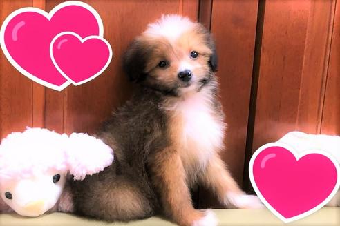 成約済の茨城県のミックス犬-109709の2枚目