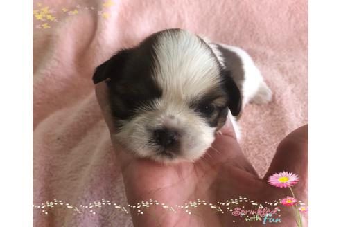 成約済の愛媛県のシーズー-111921の1枚目