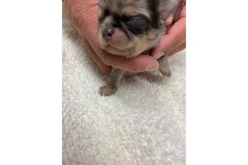 成約済の静岡県のチワワ(ロングコート)-111929の7枚目