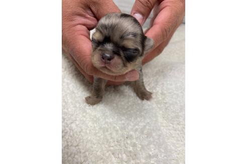 成約済の静岡県のチワワ(ロングコート)-111929の6枚目