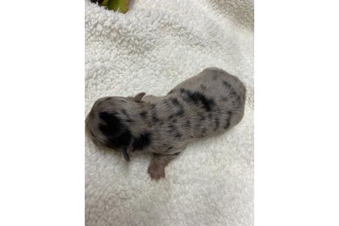 成約済の静岡県のチワワ(ロングコート)-111929の5枚目