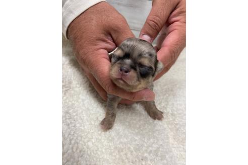 成約済の静岡県のチワワ(ロングコート)-111929の4枚目