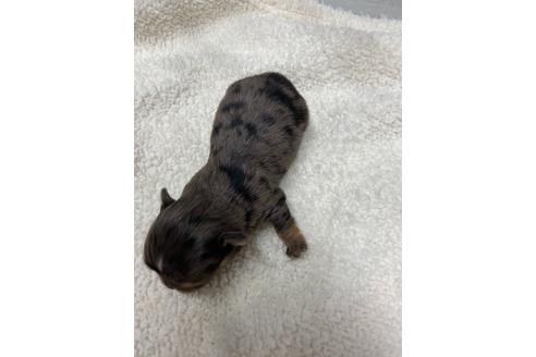 成約済の静岡県のチワワ(ロングコート)-111930の5枚目