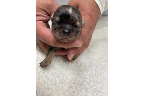 成約済の静岡県のチワワ(ロングコート)-111930の6枚目