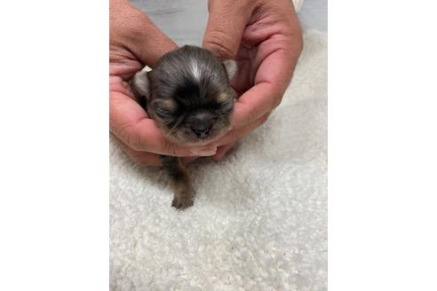 成約済の静岡県のチワワ(ロングコート)-111930の4枚目