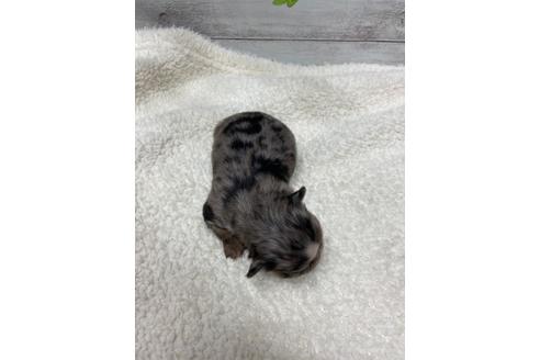 成約済の静岡県のチワワ(ロングコート)-111931の7枚目