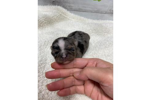 成約済の静岡県のチワワ(ロングコート)-111931の4枚目