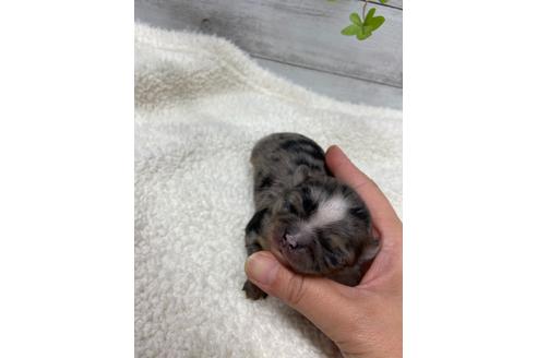 成約済の静岡県のチワワ(ロングコート)-111931の5枚目