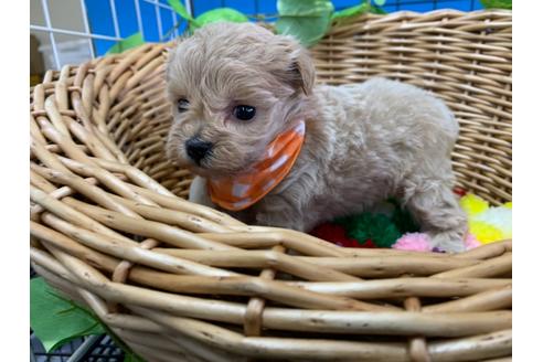 成約済の愛媛県のマルプー:マルチーズ×トイプードル-111953の1枚目