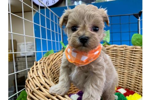 成約済の愛媛県のマルプー:マルチーズ×トイプードル-111953の3枚目