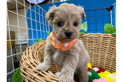 成約済の愛媛県のマルプー:マルチーズ×トイプードル-111953の2枚目