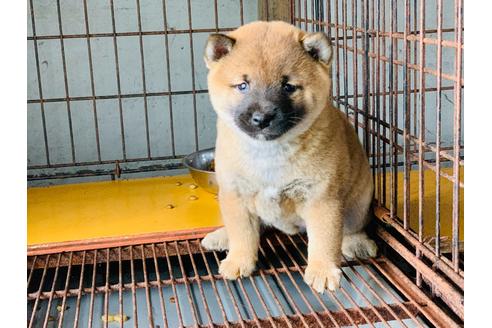 成約済の茨城県の柴犬-111954の1枚目