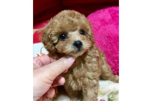 成約済の岡山県のティーカッププードル-110602の8枚目