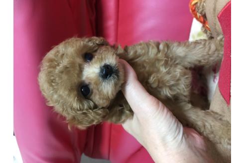 成約済の岡山県のティーカッププードル-110602の3枚目