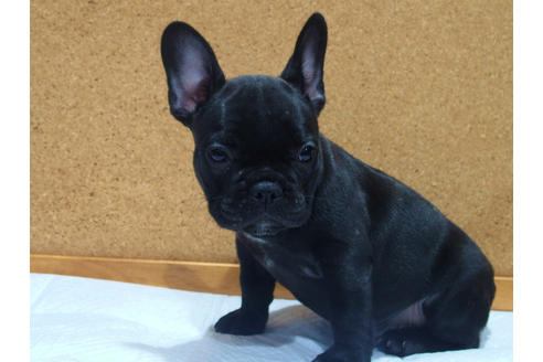 成約済の愛知県のフレンチブルドッグ-109120の5枚目