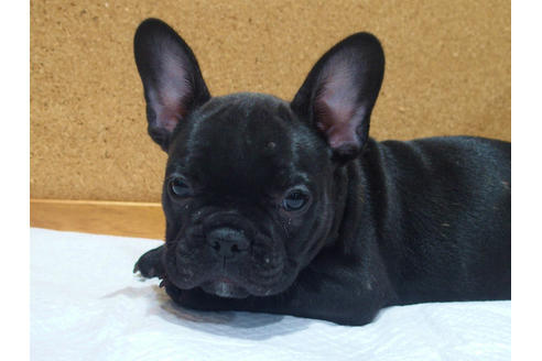 成約済の愛知県のフレンチブルドッグ-109120の4枚目