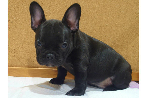 成約済の愛知県のフレンチブルドッグ-109120の3枚目