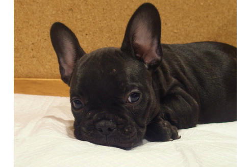 成約済の愛知県のフレンチブルドッグ-109120の2枚目