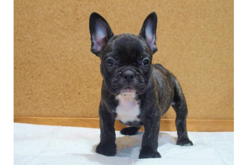 成約済の愛知県のフレンチブルドッグ-108370の6枚目