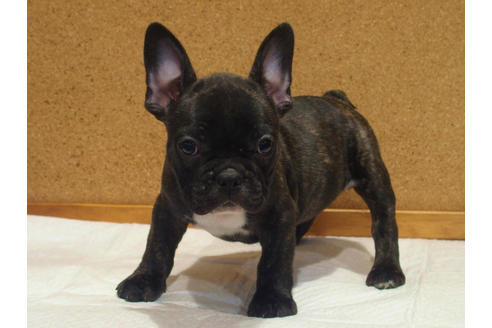 成約済の愛知県のフレンチブルドッグ-108370の5枚目