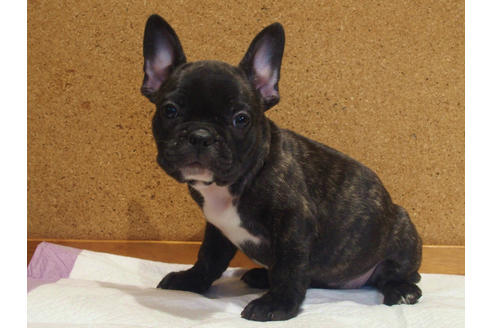 成約済の愛知県のフレンチブルドッグ-108370の4枚目