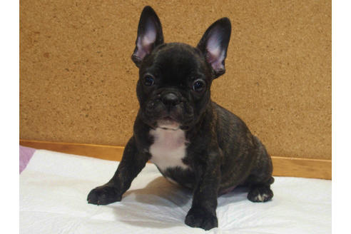 成約済の愛知県のフレンチブルドッグ-108370の3枚目